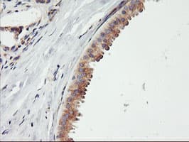 ENPEP / Aminopeptidase A Antibody (clone OTI1E3)