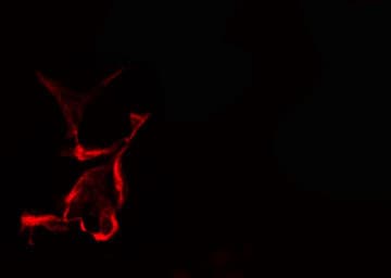 Polyclonal Rabbit anti-Human CSPG5 / Neuroglycan C Antibody (IF, WB)