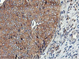 USP10 Antibody (clone OTI2E1)