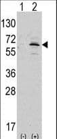 NAE1 / APPBP1 Antibody (aa452-482)
