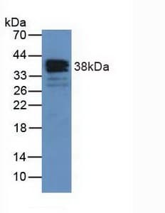 ANXA1 / Annexin A1 Antibody (aa1-346)