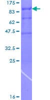 Human ARFGAP3 Protein (Recombinant GST)