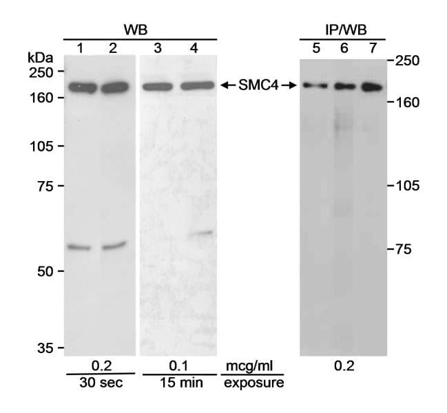 SMC4 Antibody (aa1225-C-term)