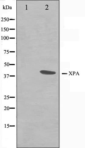 XPA Antibody