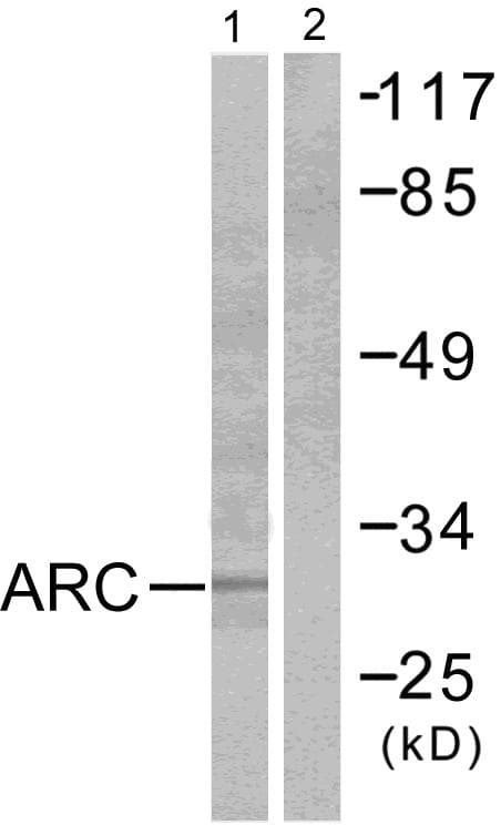 ARC / Arg3.1 Antibody