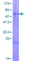 Human CD244 Protein (Recombinant GST)