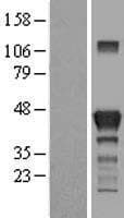 GRAB / RAB3IL1 Protein (Over-Expression Lysate Myc-DDK (Flag))