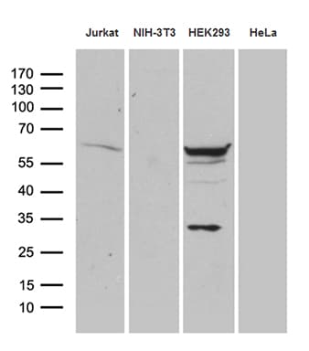 PPP2R1B Antibody (aa19-601, clone OTI9F3)