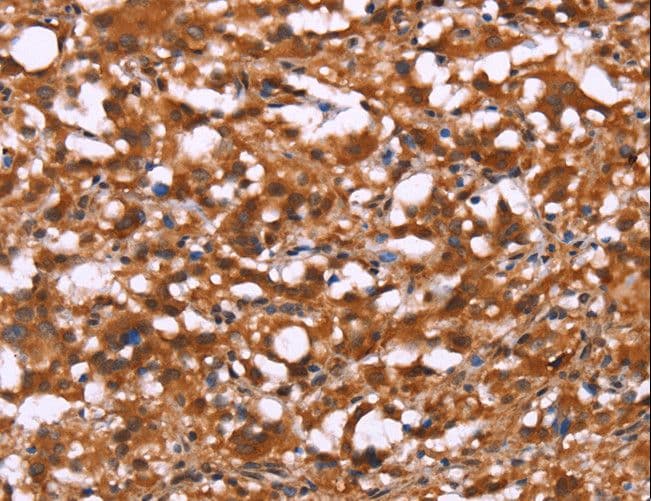 C3orf10 Antibody