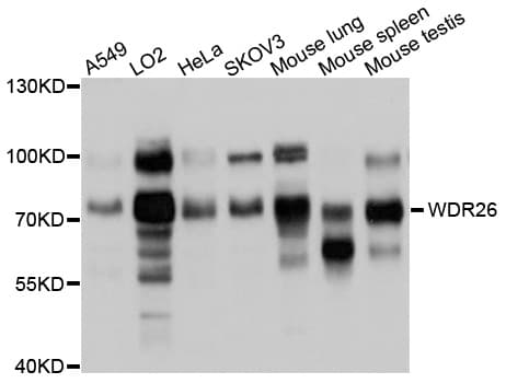 WDR26 Antibody