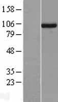 Human UNC45A Protein (Over-Expression Lysate Myc-DDK (Flag))