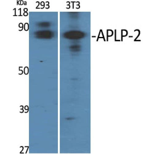 APLP2 Antibody (210-290 aa, Internal)