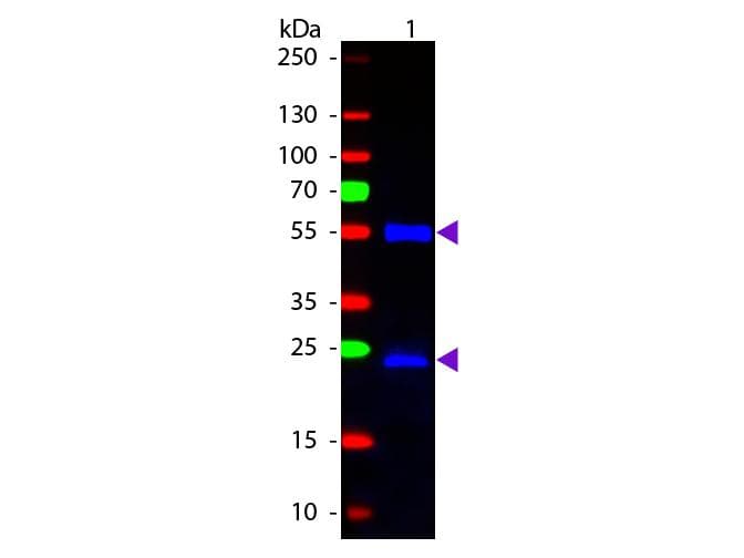 Chicken Anti-Mouse IgG Secondary Antibody (FITC)