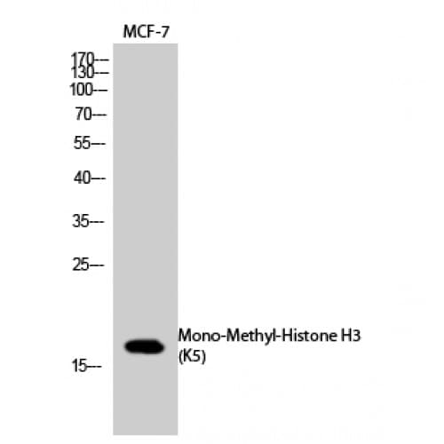 Histone H3 Antibody (mono-methylation site of K5.)
