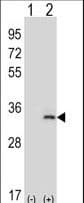 IL-33 Antibody (aa50-79)