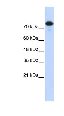 WWP2 Antibody (aa323-372)