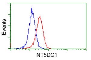 NT5DC1 Antibody (clone OTI3H2)