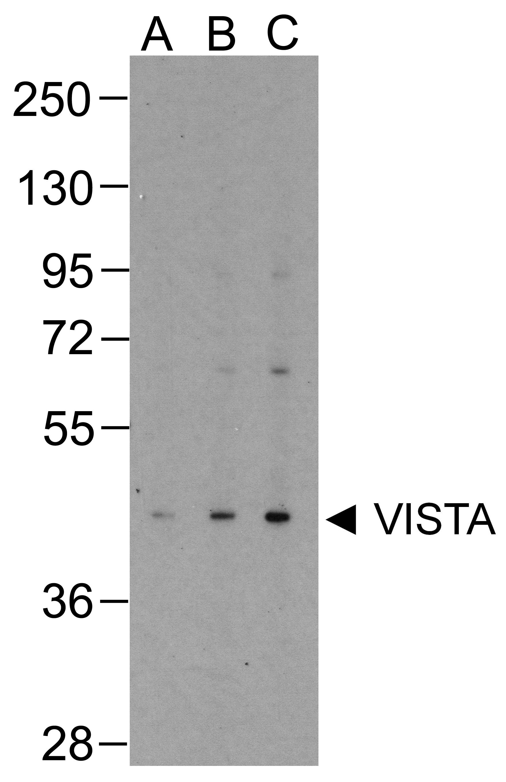 IHC-plus™ Monoclonal Mouse anti-Human VSIR / GI24 / VISTA Antibody (clone 4C4, IHC, IF, WB)
