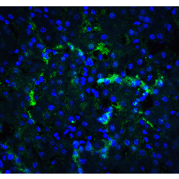 IHC-plus™ XBP1 Antibody
