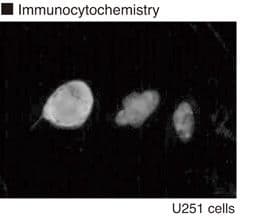 Monoclonal Mouse anti-Mouse Vimentin Antibody (clone 4A4, phospho-Ser55, WB)