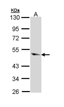 CASP9 / Caspase 9 Antibody (aa88-416)