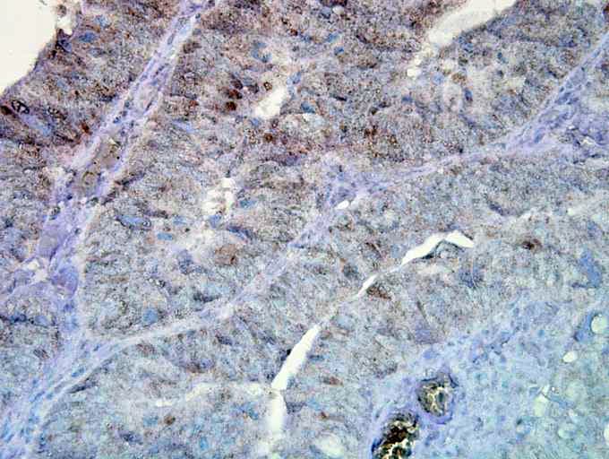 HSP90 / Heat Shock Protein 90 Antibody (clone D7A)