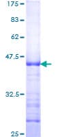 Human MYCN / N-myc Protein (Recombinant GST, N-terminus)