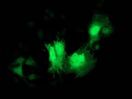 CDK2 Antibody (clone OTI4D3, Carrier-free)