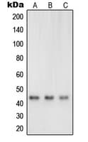 Polyclonal Rabbit anti-Human NRG1 / Heregulin / Neuregulin Antibody (N-Terminus, IF, WB)