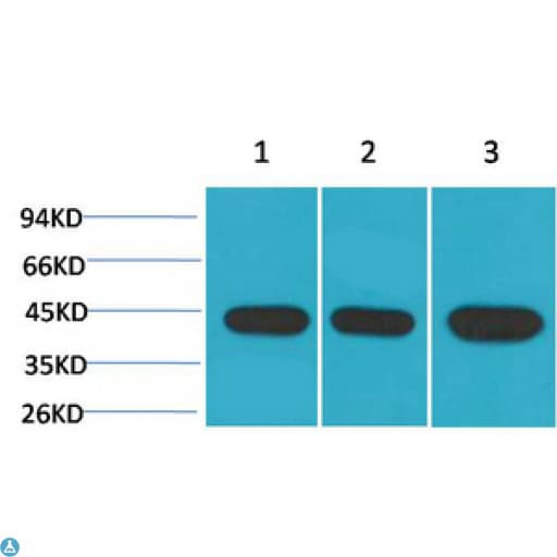 ACTC1 / Alpha Cardiac Actin Antibody