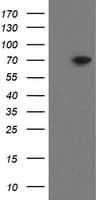 MIPEP Antibody (clone OTI6F4)