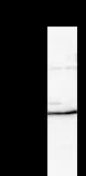 Monoclonal Mouse anti-Human RFXAP Antibody (clone RFXAD55A, WB)