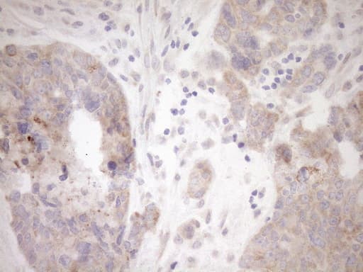 GEMIN8 Antibody (clone OTI1E5)