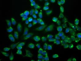SSR1 Antibody (clone OTI4H6, Carrier-free)