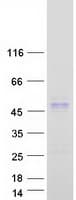 Human SUNC1 / SUN3 Protein (Recombinant Myc-DDK (Flag))