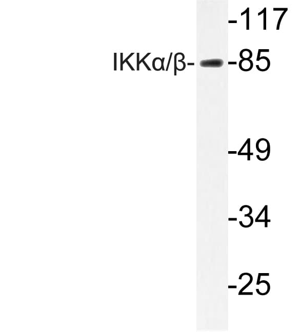 IKK Alpha+Beta Antibody (Gln174)