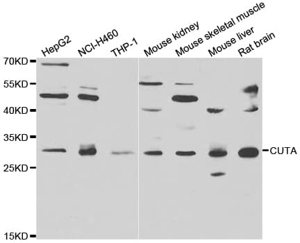 CUTA Antibody