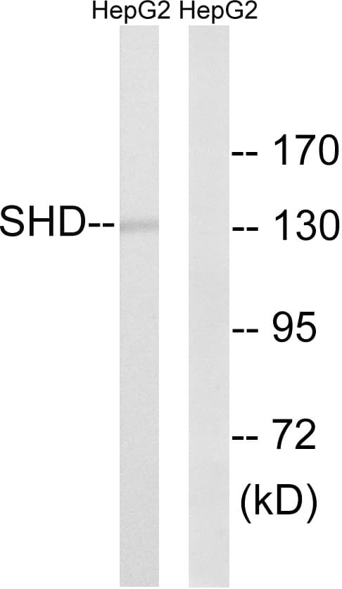 Polyclonal Rabbit anti-Human SHD Antibody (aa141-190, WB)