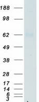 Human CD119 / IFNGR1 Protein (Recombinant Myc-DDK (Flag))