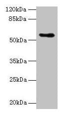 Polyclonal Rabbit anti-Mouse CSAD / CSD Antibody (WB)