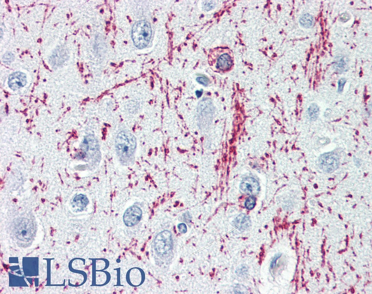 IHC-plus™ MBP / Myelin Basic Protein Antibody