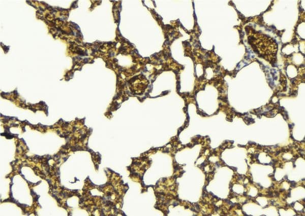 CD244 Antibody