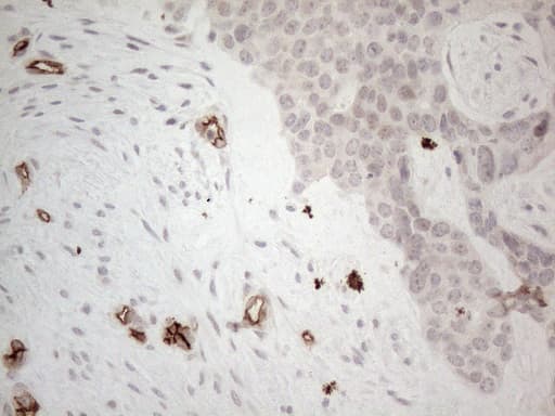 CD34 Antibody (aa312-385, clone OTI12F2, Carrier-free)