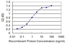 Monoclonal Mouse anti-Human ACOX2 Antibody (clone 1A7, WB)