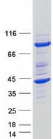 Human FKBP6 Protein (Recombinant Myc-DDK (Flag))