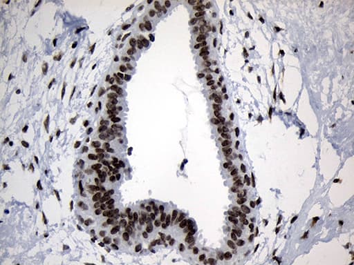 Monoclonal Mouse anti-Human ZNF705D Antibody (clone OTI1G1, IHC, WB)