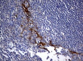 Monoclonal Mouse anti-Human BNIP1 Antibody (clone OTI2B3, aa1-199, IHC, WB)