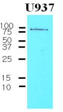 IHC-plus™ CD44 Antibody (aa21-145, clone 5C10)