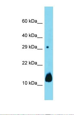 Polyclonal Rabbit anti-Mouse DUSP15 Antibody (aa151-200, WB)