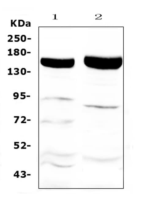XDH / Xanthine Oxidase Antibody
